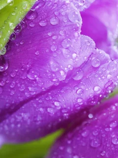 фиолетовые, tulips, violet, цветы, flowers, тюльпаны, листья, beauty