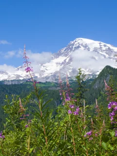 цветы, mount rainier national park, национальный парк маунт-рейнир
