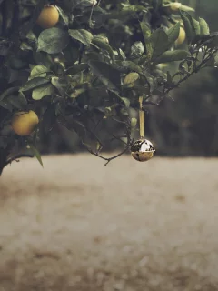 orange grove, christmas, bell