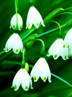 зеленый, фон, цветочки, flowers, цветы, колокольчики, белый