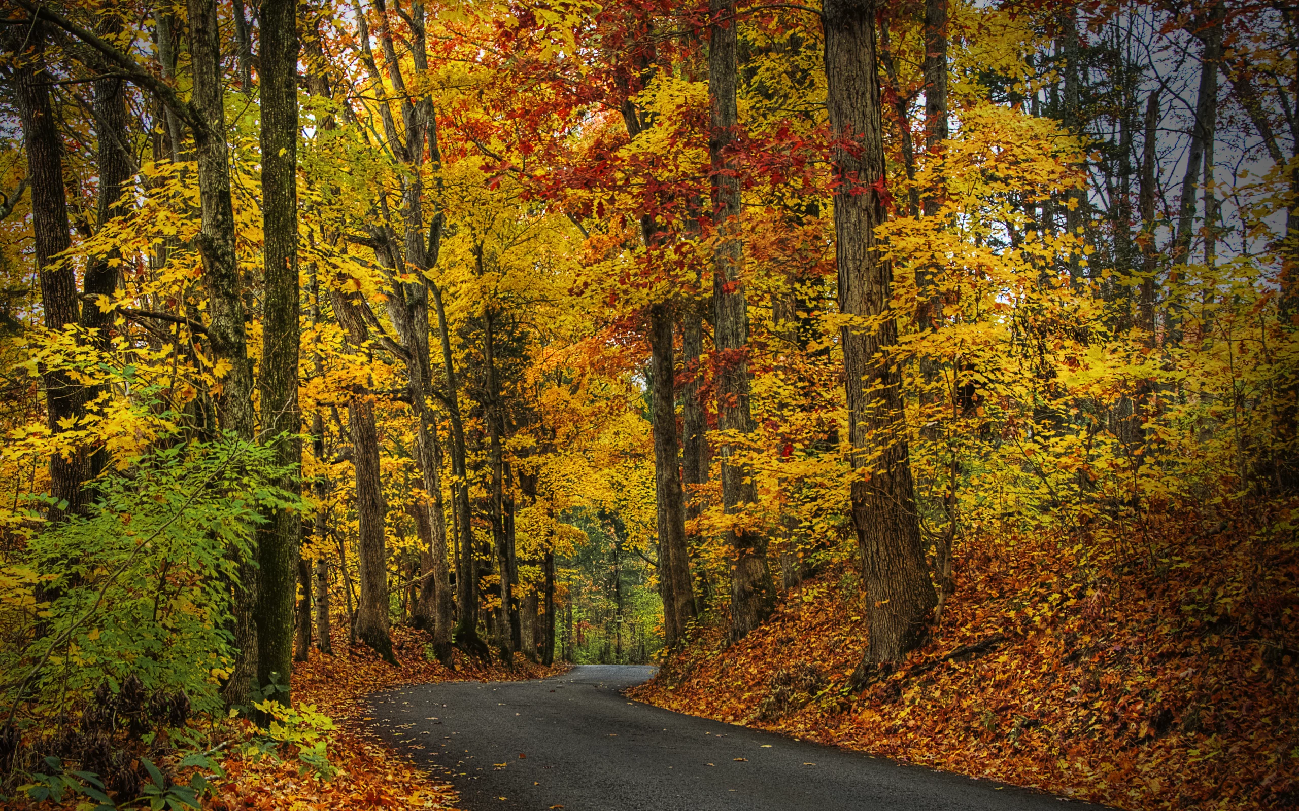 trees, leaves, autumn, nature, forest, park, hdr, листья, деревья, walk, лес