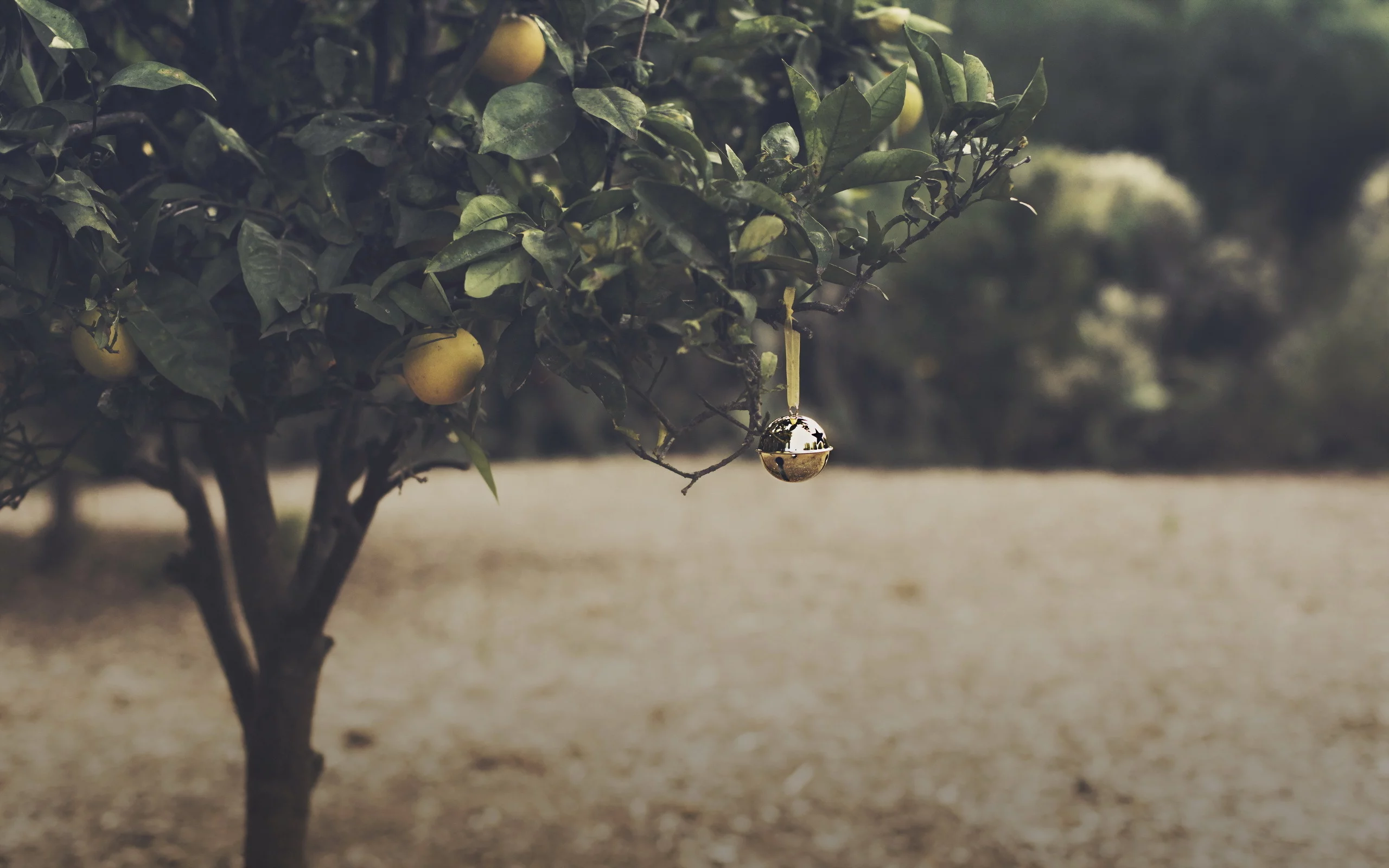 orange grove, christmas, bell