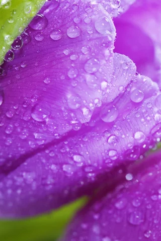 фиолетовые, tulips, violet, цветы, flowers, тюльпаны, листья, beauty