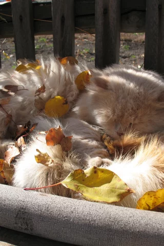 кот, кошка, листья, двор, село, сельский кот, сибирский кот, деревенский кот, спит, заваленка