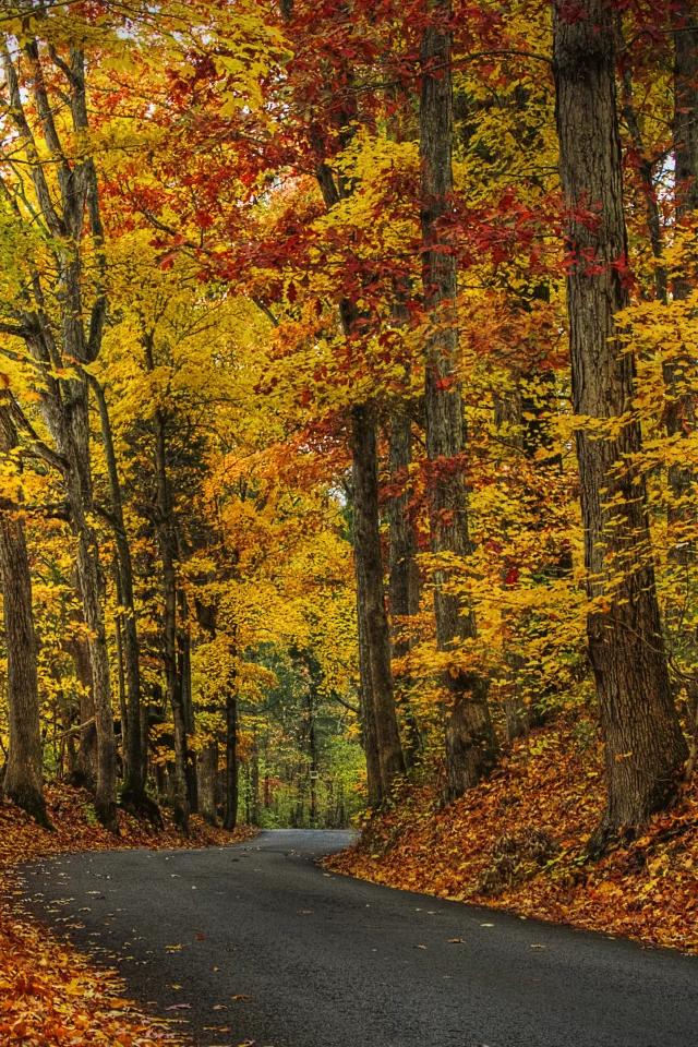 trees, leaves, autumn, nature, forest, park, hdr, листья, деревья, walk, лес