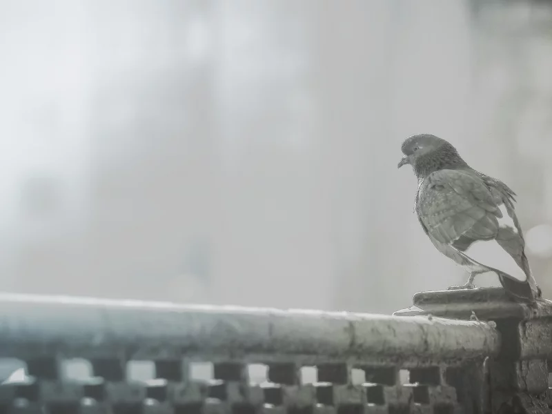 птица, ретро, голубь