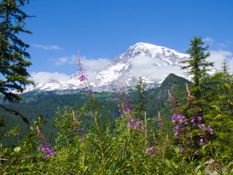 цветы, mount rainier national park, национальный парк маунт-рейнир