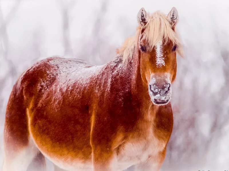 снег, природа, конь