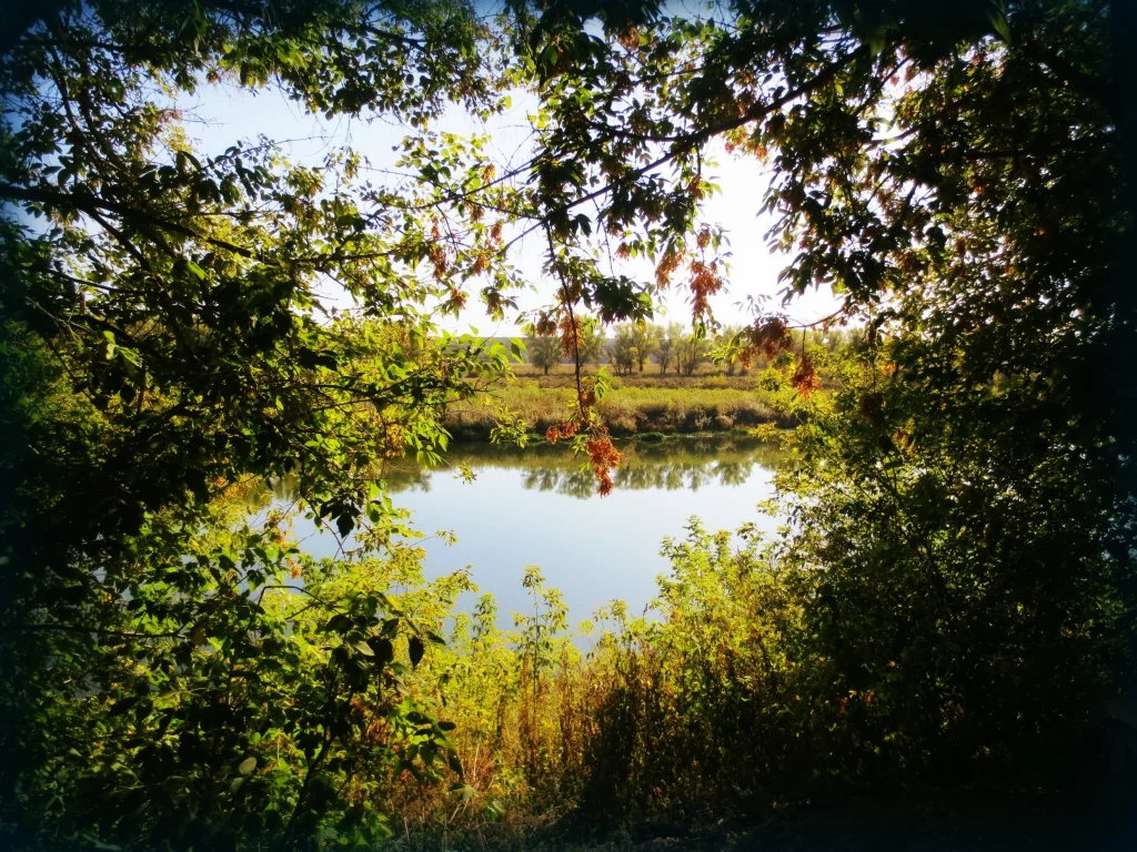 лето, река, деревья