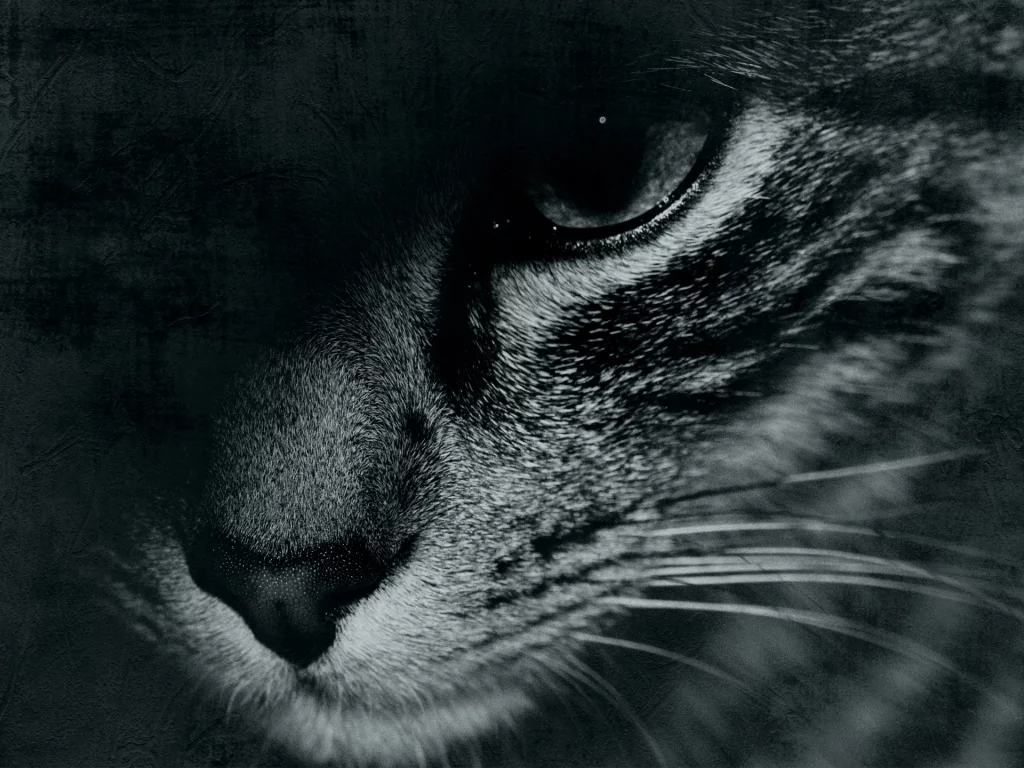 глаз, черно-белое, кот, cat, face, морда, усы, mustache, eyes