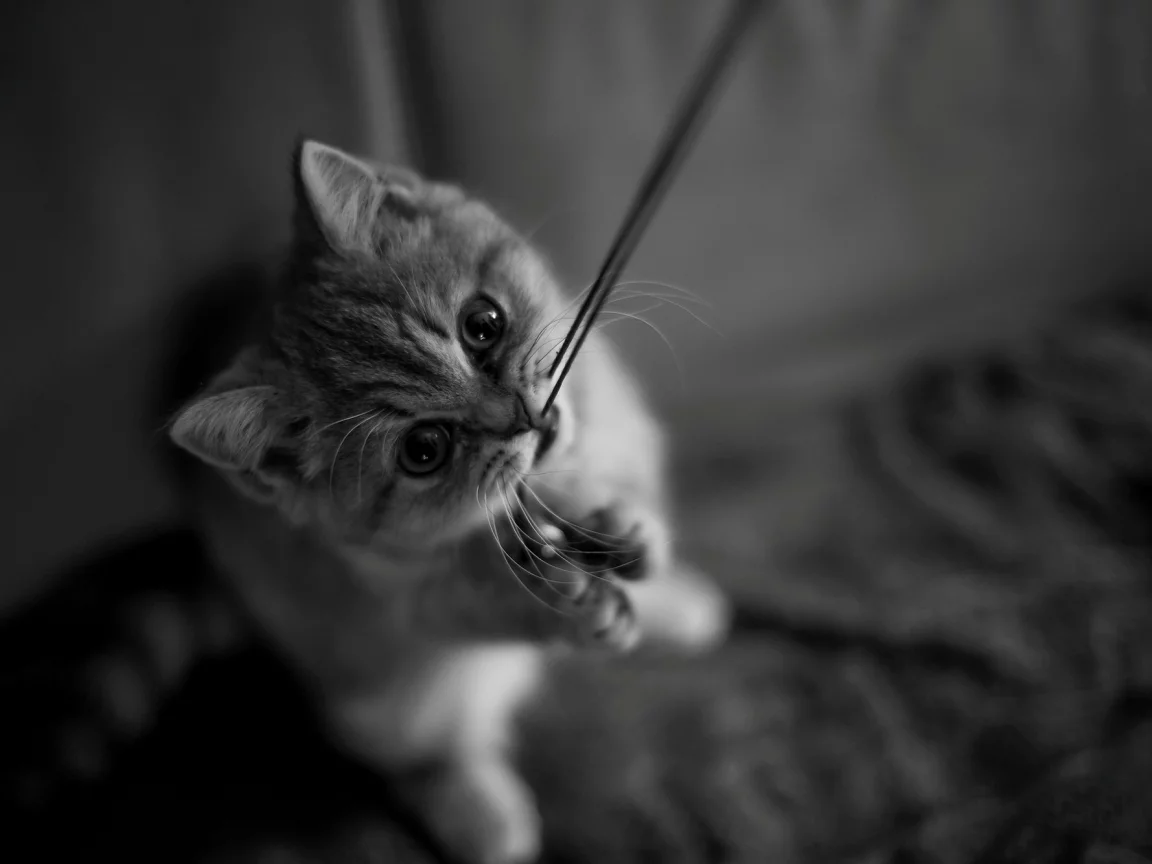кот, котёнок, лапки, усы, нитка, кошка, котенок