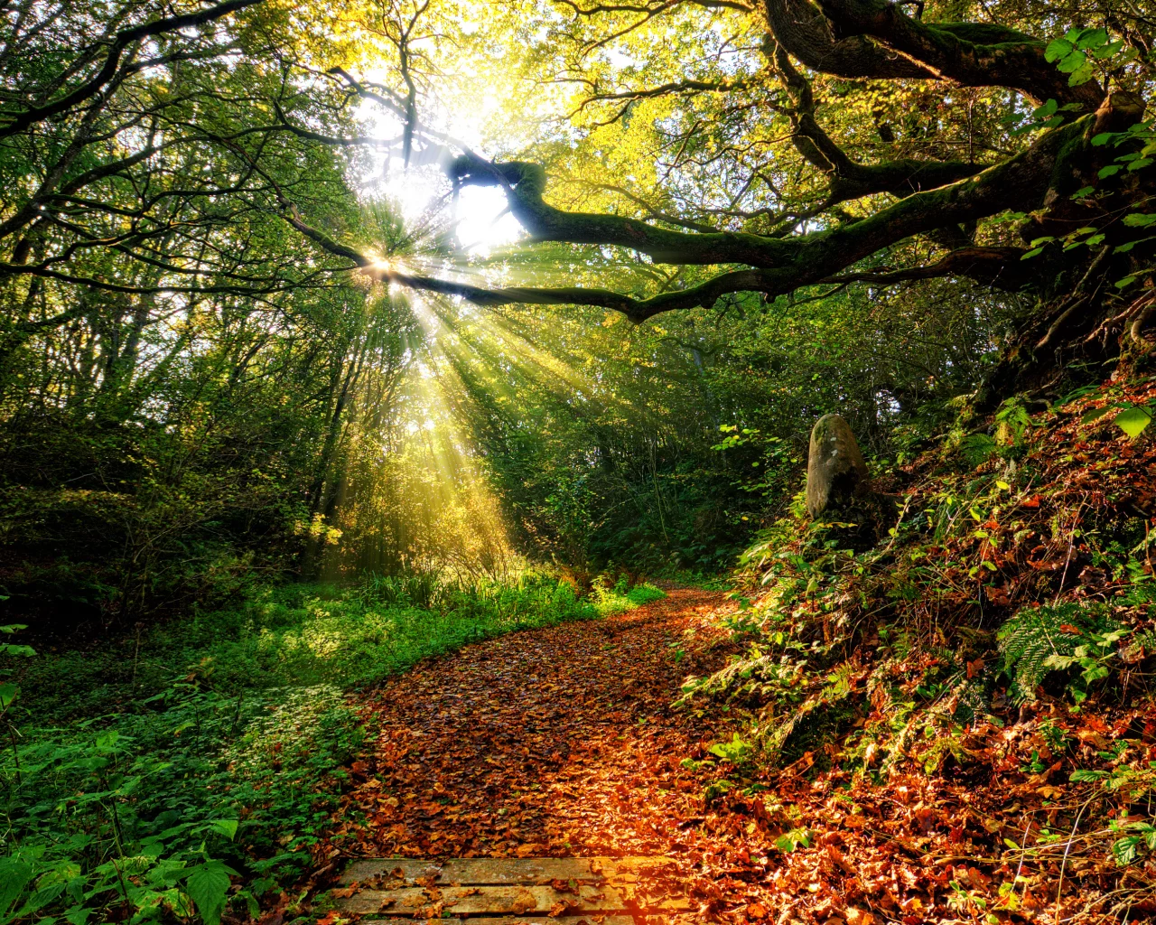 nature, закат, forest , sun, path, autumn, view, sky, leaf, clouds, color, sunset, rays, grass