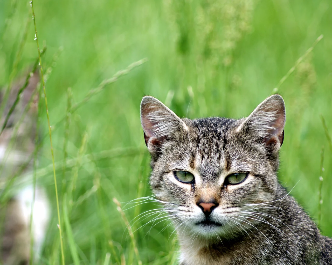 зелень, кот, cat, кошка, смотрит, взгляд