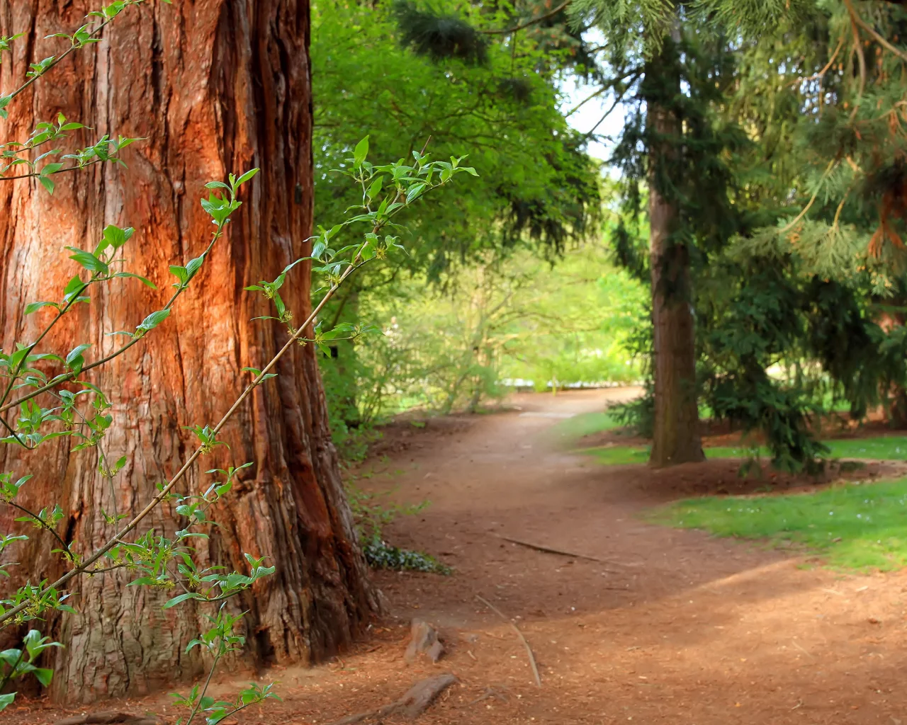 forest, природа, pine tree, summer, деревья, тропа, path, лес