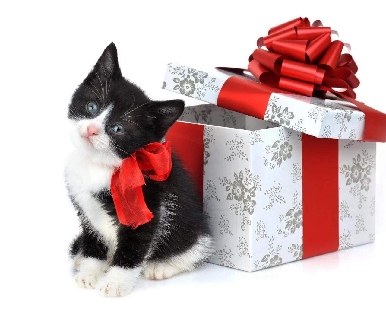 котёнок, коробка, ленты, праздник, подарок, белый фон