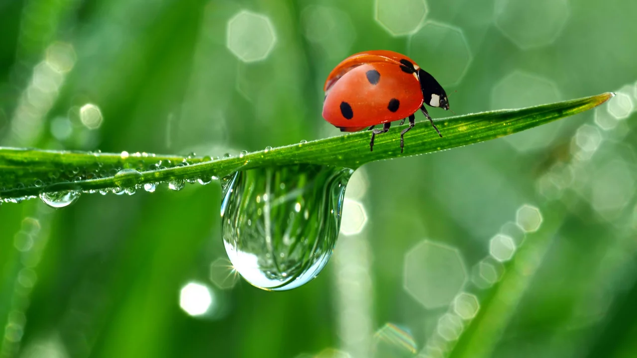 роса, капли, божья коровка, природа, отражение, ползет