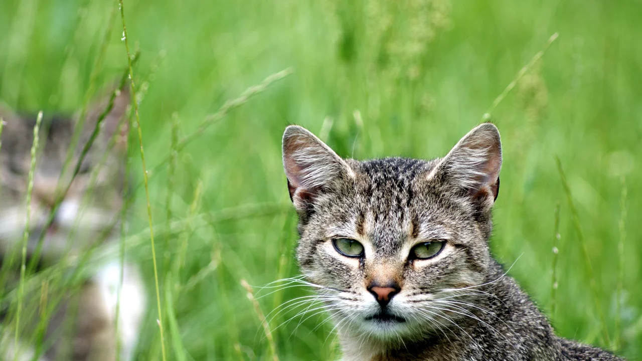 зелень, кот, cat, кошка, смотрит, взгляд