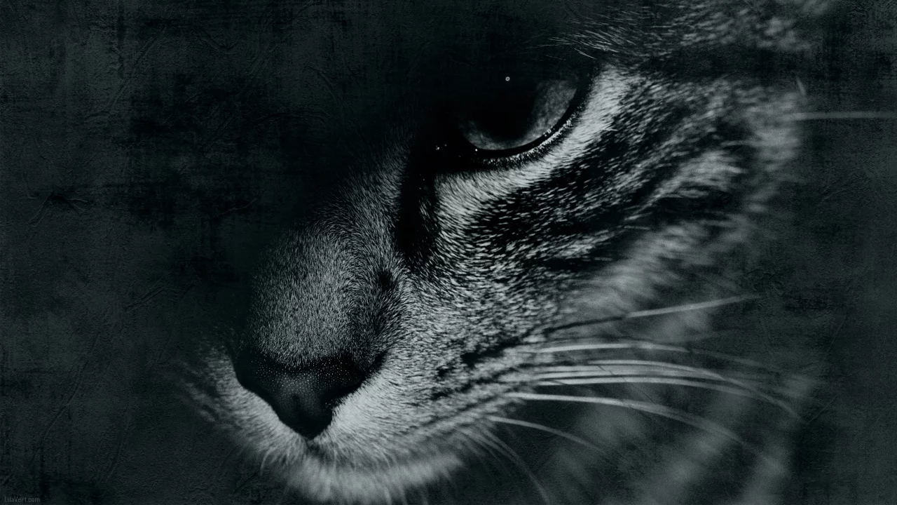 глаз, черно-белое, кот, cat, face, морда, усы, mustache, eyes