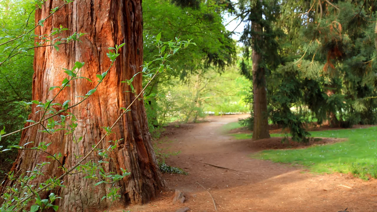 forest, природа, pine tree, summer, деревья, тропа, path, лес
