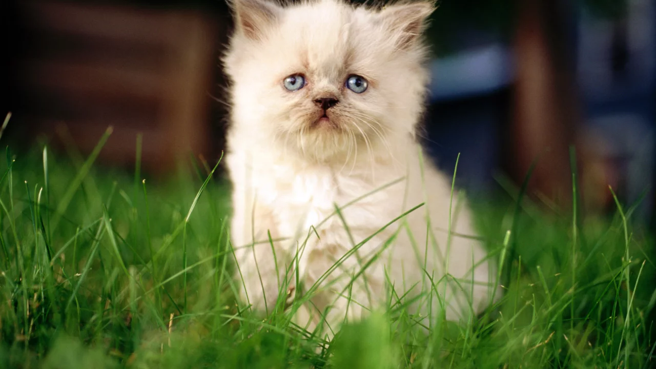 белый, котенок, cat, кошка, кот, фон, макро, сидит