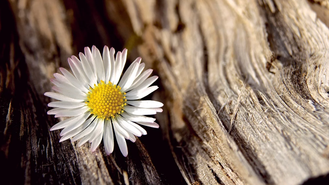 белый, flower, цветочек, цветы, цветок, ромашка, макро