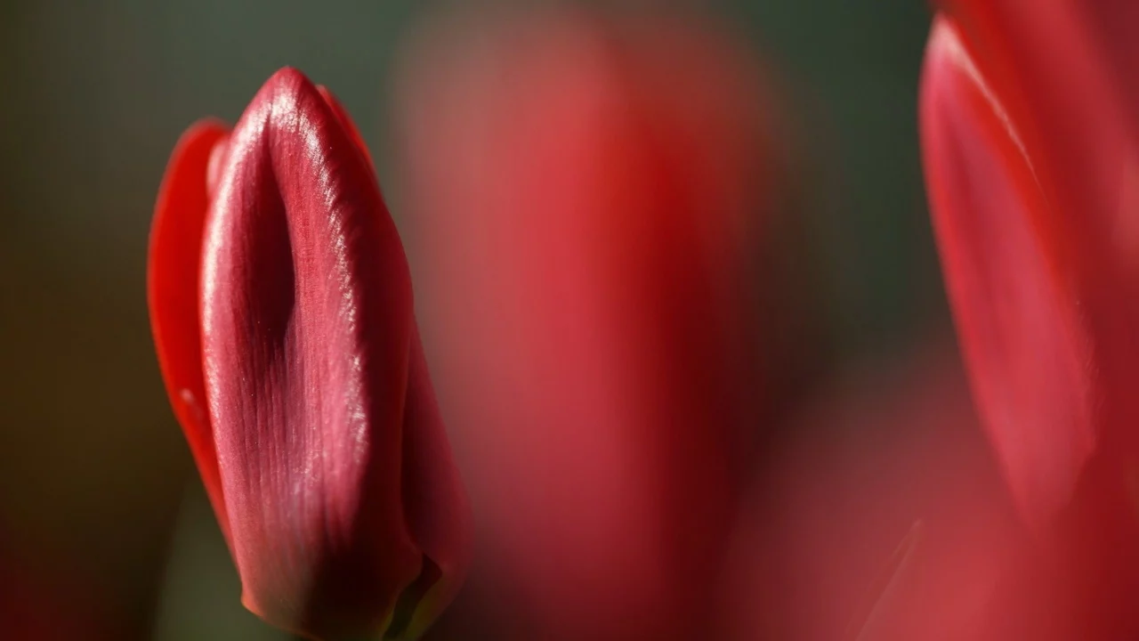 тюльпаны, цветы, природа, tulips, flower, nature, red, красные