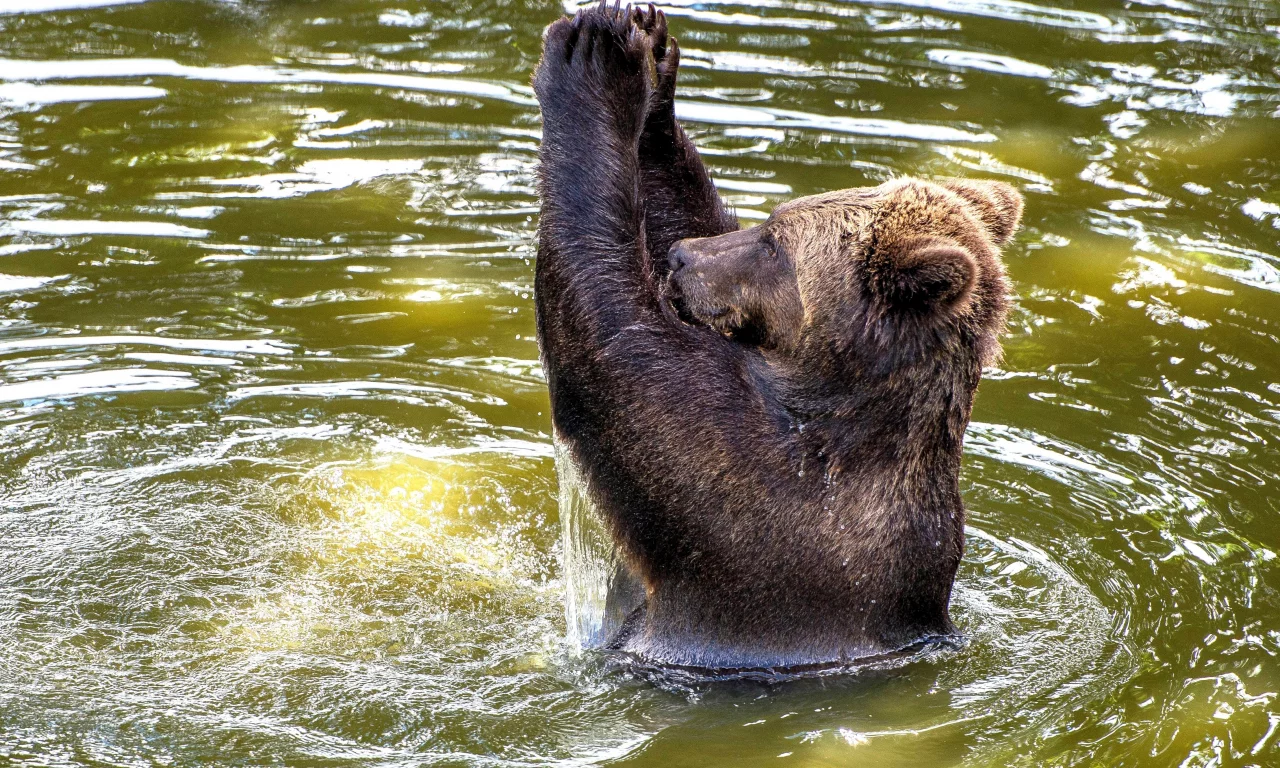 бурый медведь, вода, европейский, аплодисменты