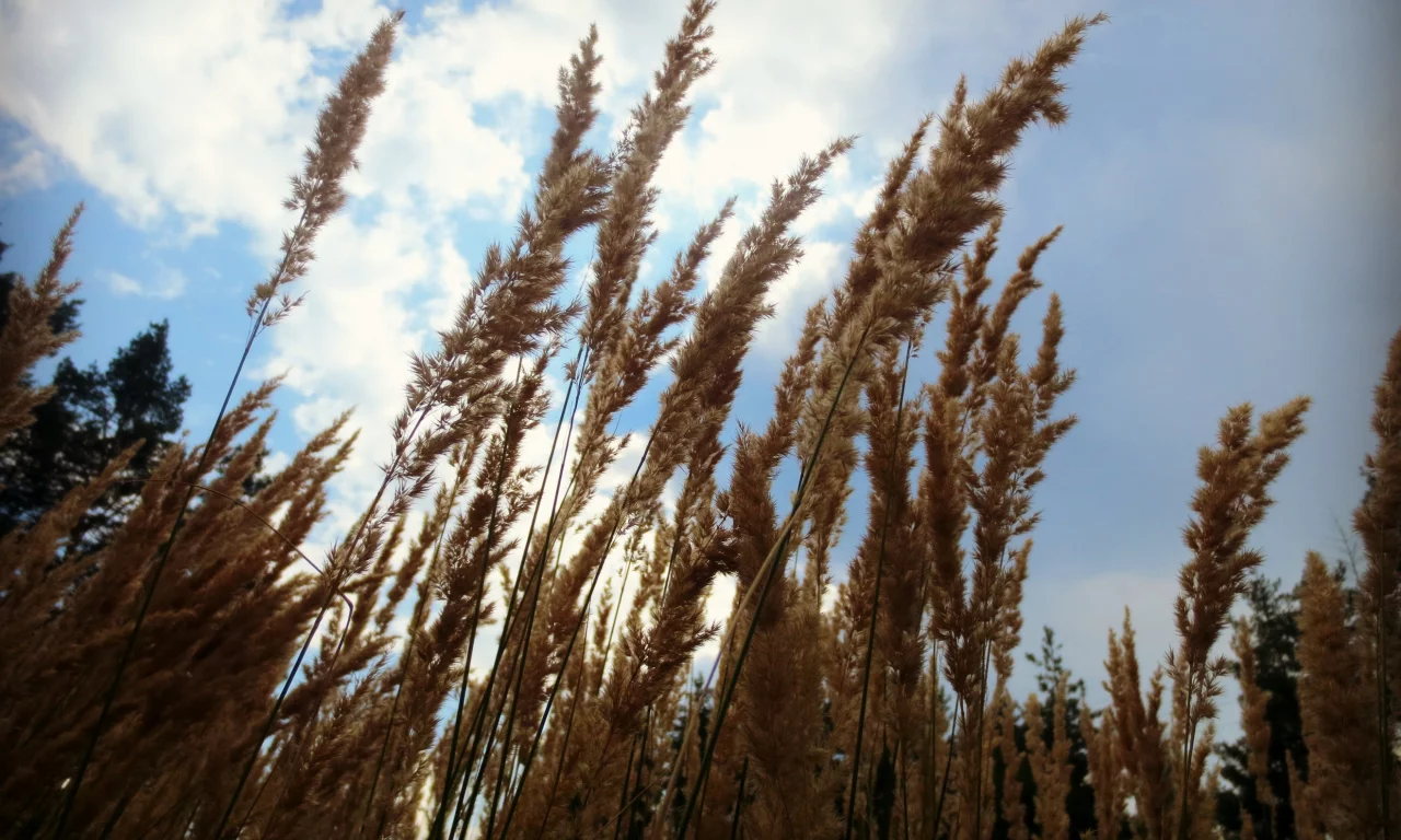 лес, колоски
