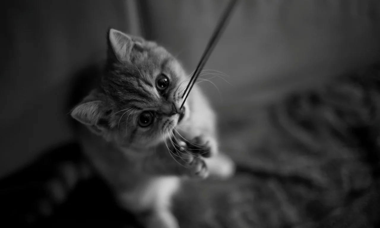 кот, котёнок, лапки, усы, нитка, кошка, котенок