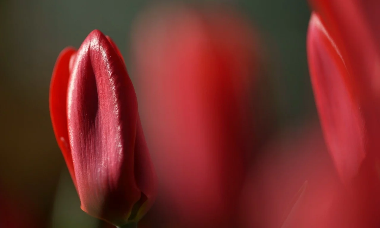 тюльпаны, цветы, природа, tulips, flower, nature, red, красные