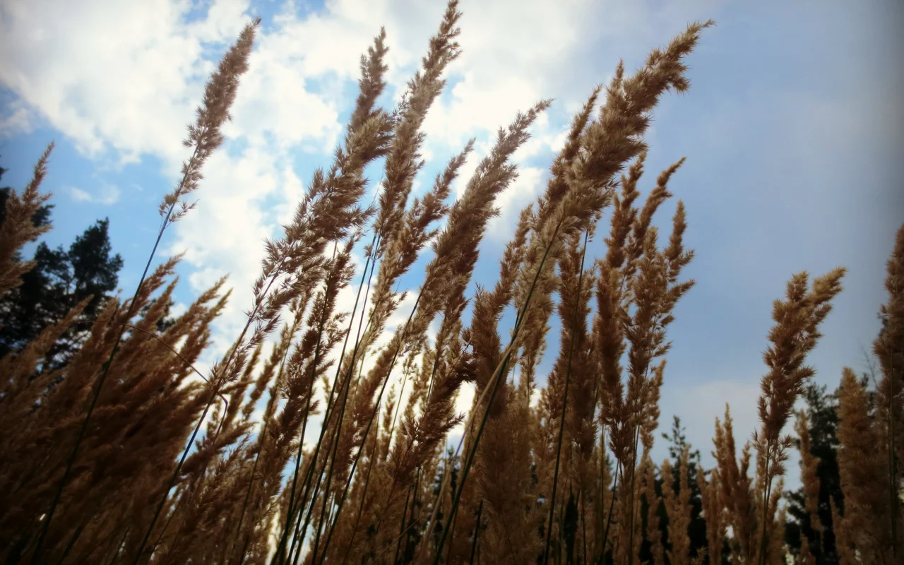 лес, колоски