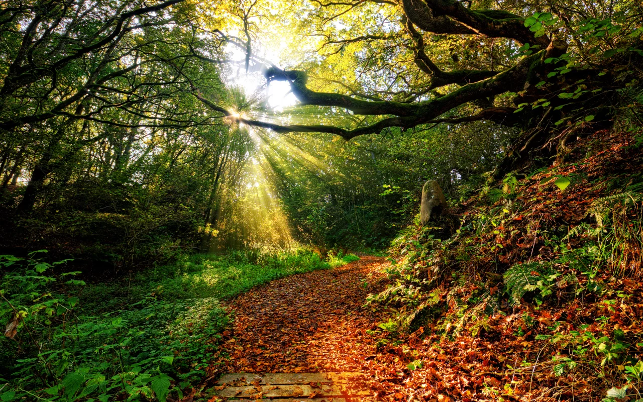 nature, закат, forest , sun, path, autumn, view, sky, leaf, clouds, color, sunset, rays, grass