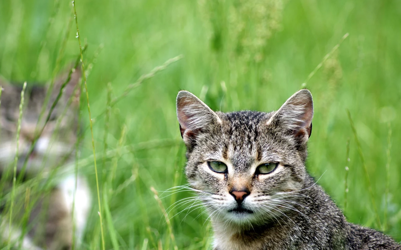 зелень, кот, cat, кошка, смотрит, взгляд