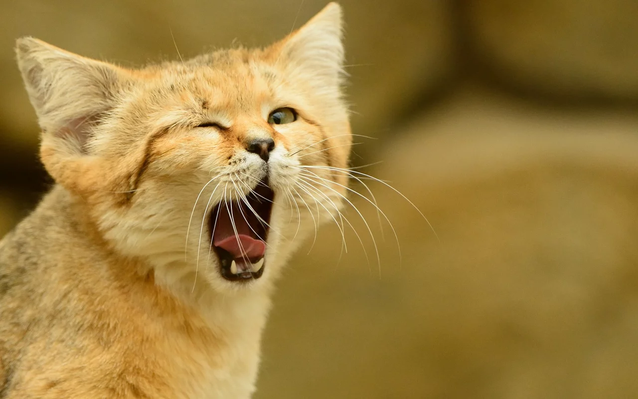 взгляд, песчаный кот, барханная кошка, кошка, язык