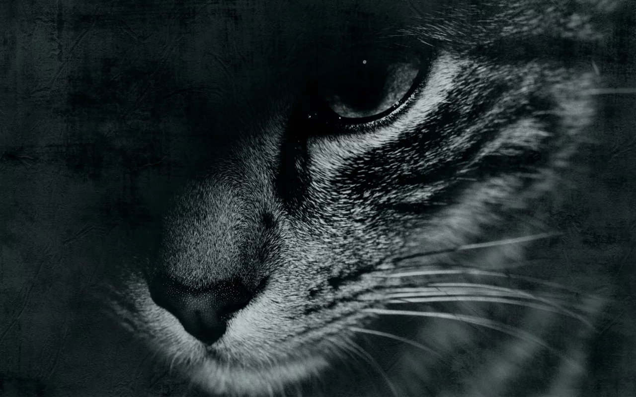 глаз, черно-белое, кот, cat, face, морда, усы, mustache, eyes