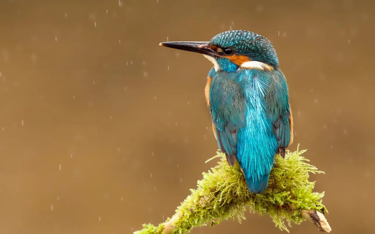 kingfisher, птица, alcedo atthis, капли, обыкновенный зимородок