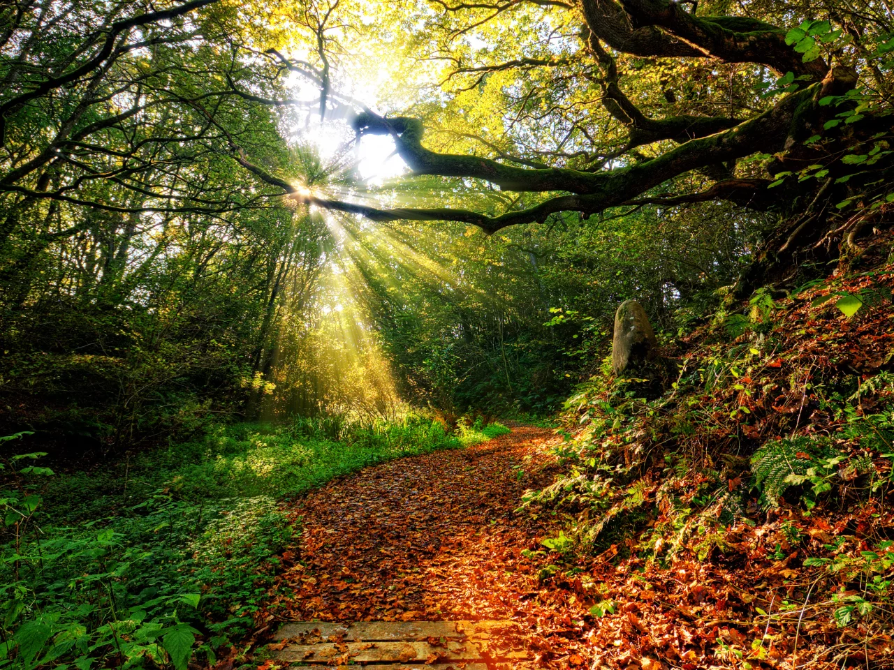 nature, закат, forest , sun, path, autumn, view, sky, leaf, clouds, color, sunset, rays, grass