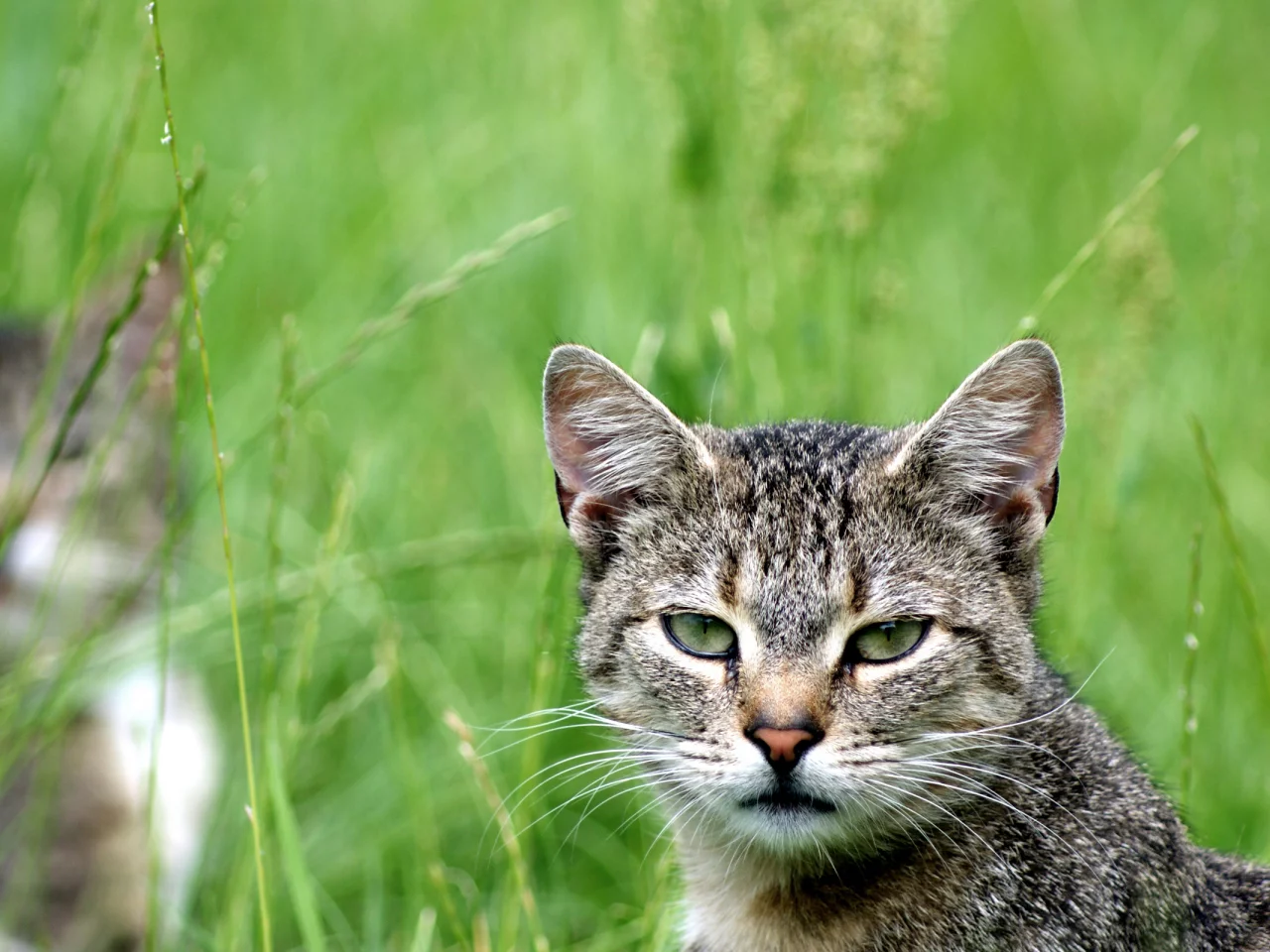 зелень, кот, cat, кошка, смотрит, взгляд