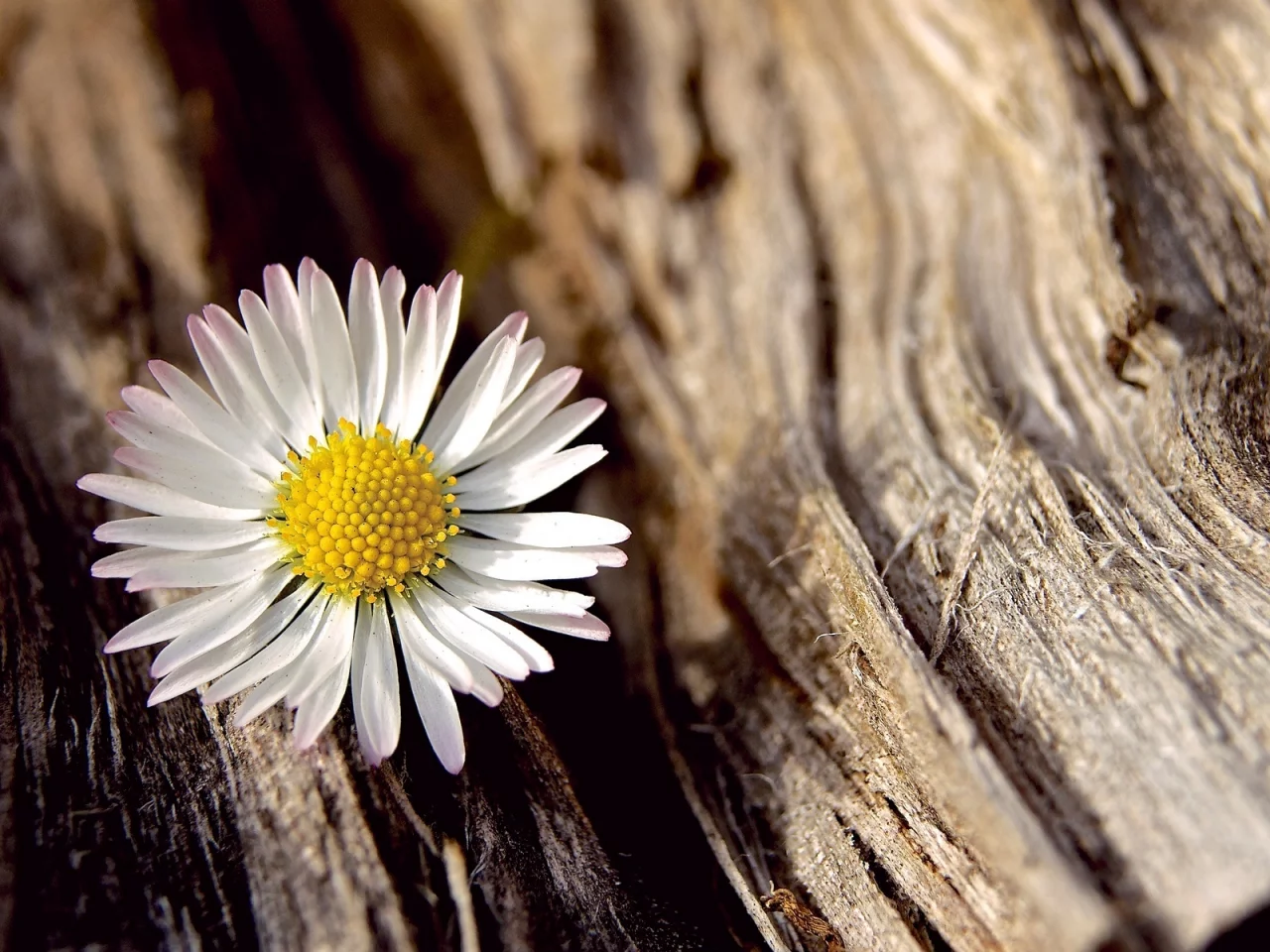 белый, flower, цветочек, цветы, цветок, ромашка, макро