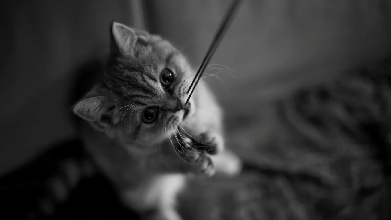 кот, котёнок, лапки, усы, нитка, кошка, котенок