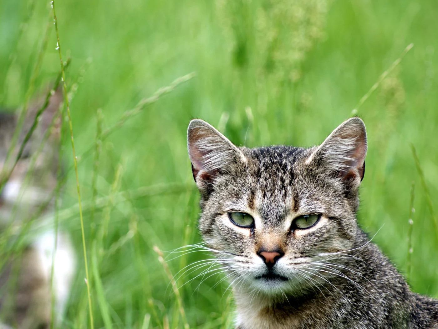 зелень, кот, cat, кошка, смотрит, взгляд