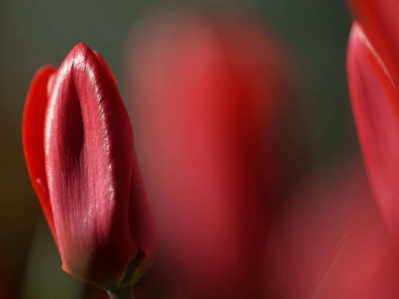тюльпаны, цветы, природа, tulips, flower, nature, red, красные