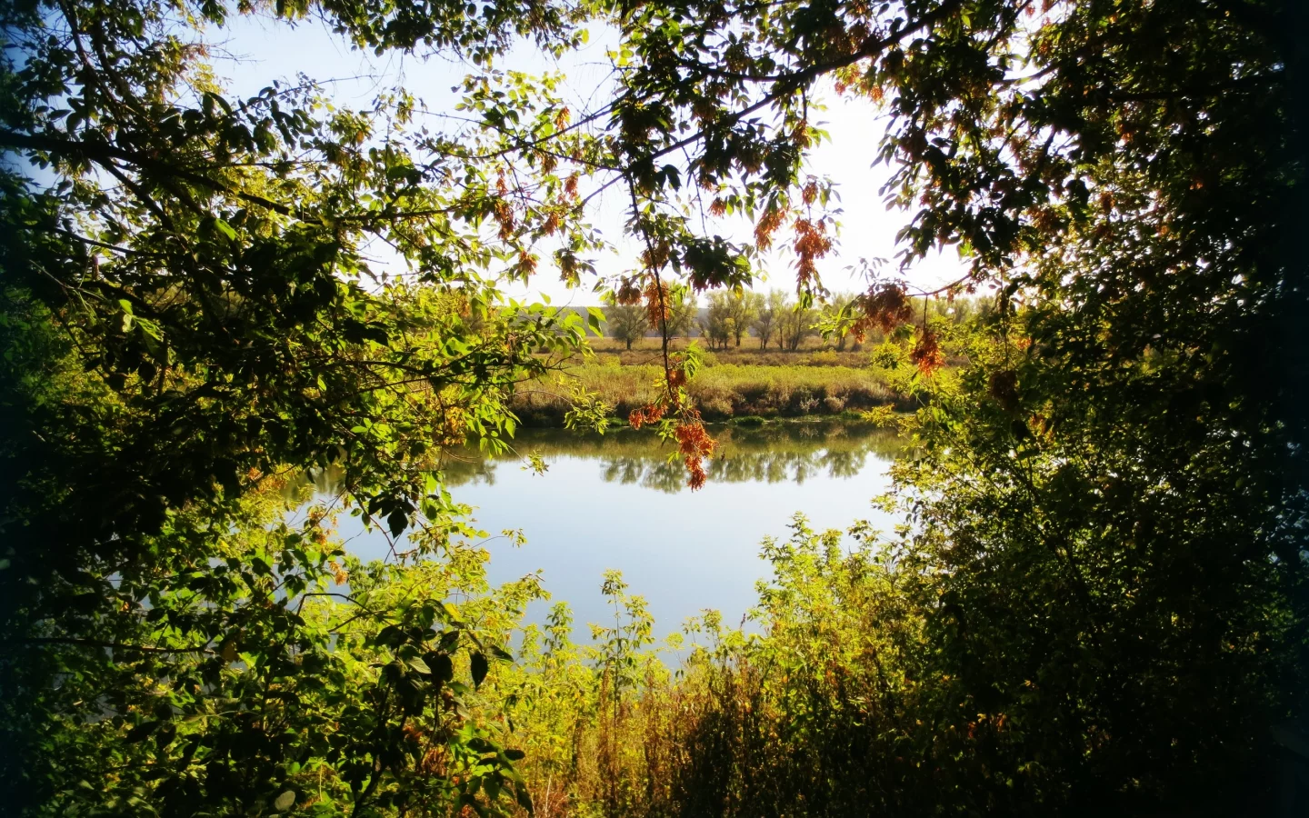 лето, река, деревья