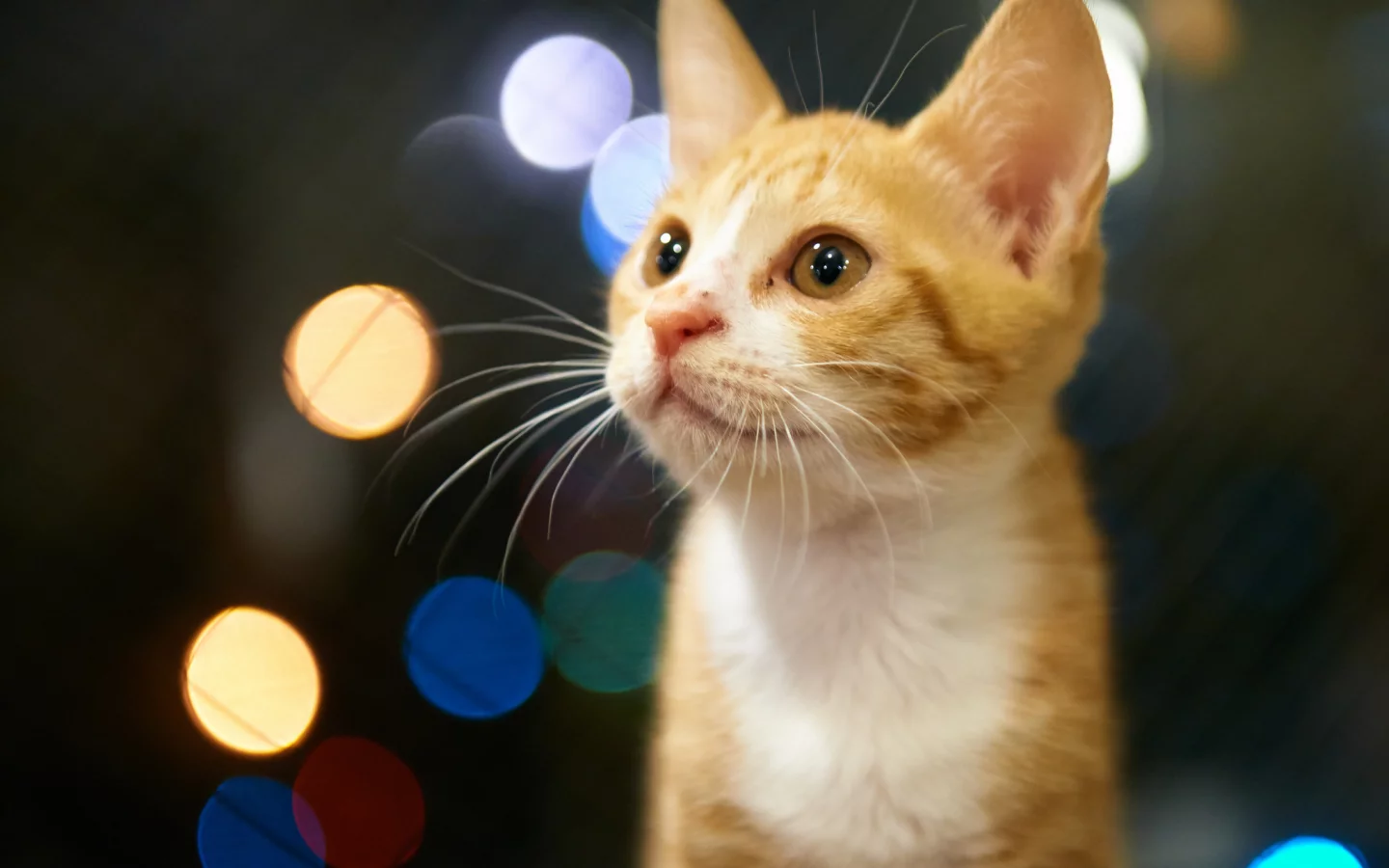 рыжий, котенок, взгляд, блики