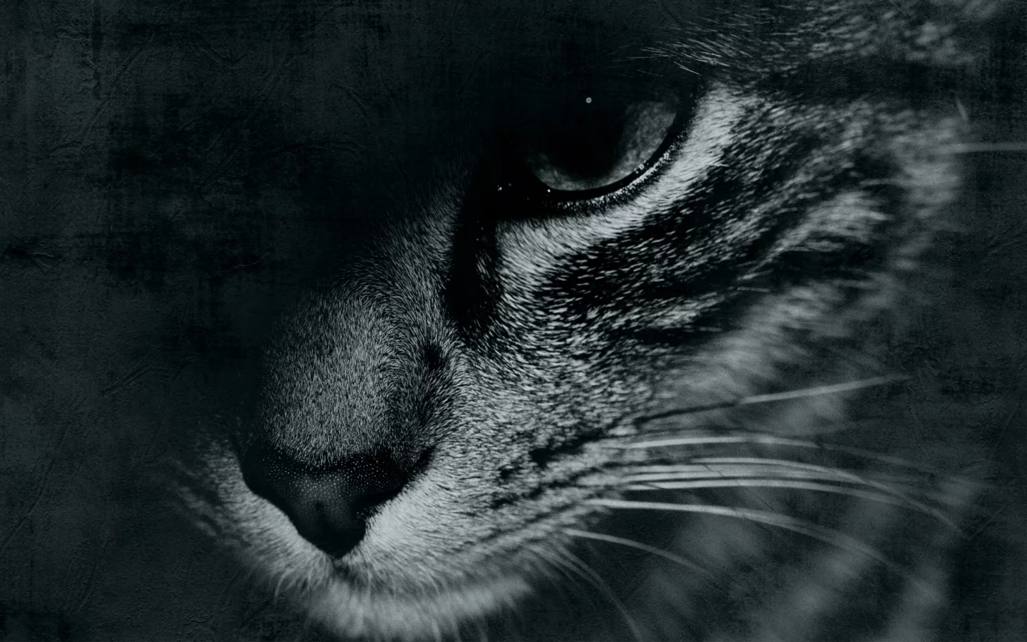 глаз, черно-белое, кот, cat, face, морда, усы, mustache, eyes