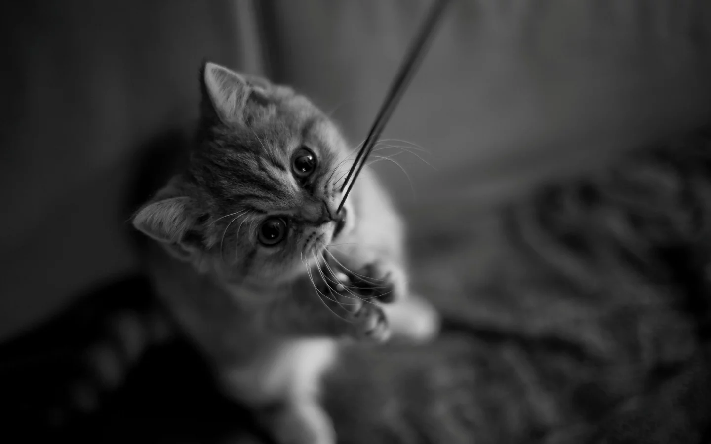 кот, котёнок, лапки, усы, нитка, кошка, котенок