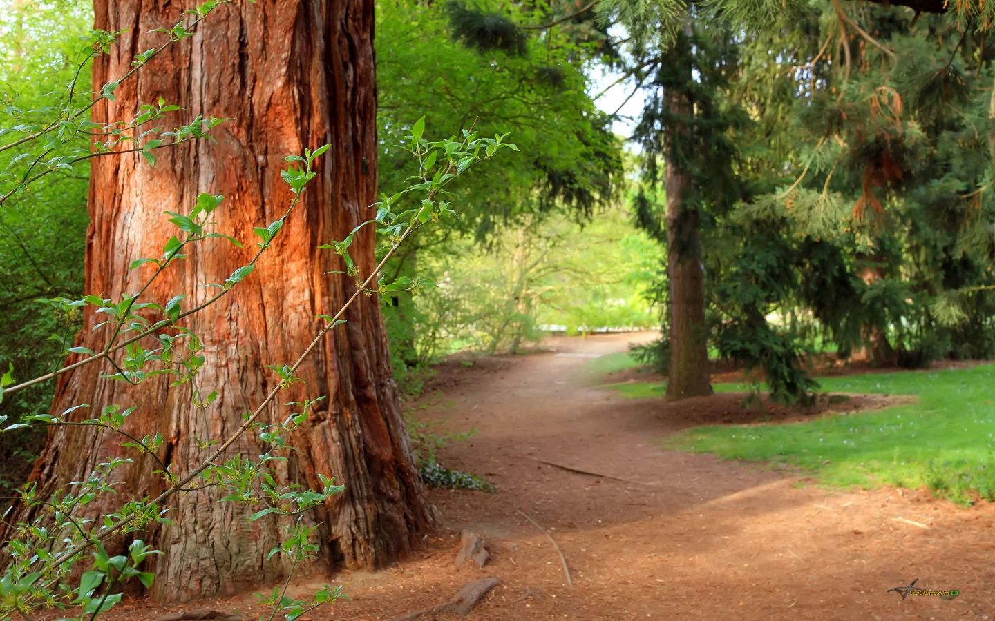 forest, природа, pine tree, summer, деревья, тропа, path, лес