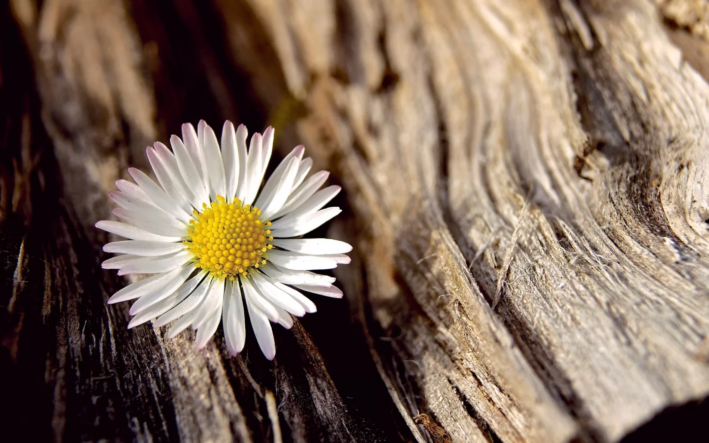 белый, flower, цветочек, цветы, цветок, ромашка, макро