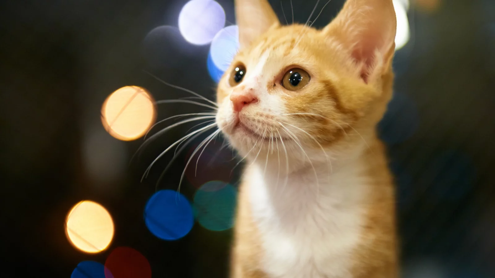 рыжий, котенок, взгляд, блики