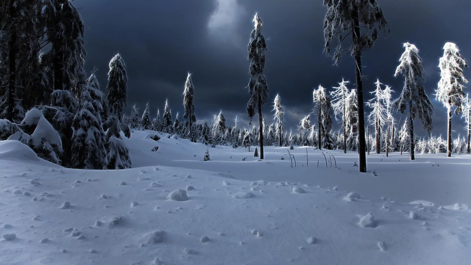 сугробы, winter apocalypse, зима, ёлки, снег
